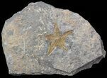 Ordovician Starfish (Petraster?) Fossil - Morocco #45073-1